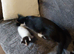Two Cats  fore sell
