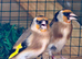 Beautiful proven pair of singing pea throat goldfinch