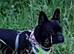 8 year old French bulldog