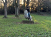 New forest gelding
