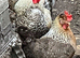 6 Dated FERTILE HATCHING Blue EGGS Pure Breed CREAM CRESTED LEGBAR. Ferndown, Dorset