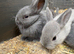 Netherland x lionheads