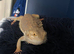 Bearded dragon
