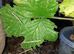 Zompro's Stick Insects
