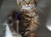 Reduced to £650 pure bred Mainecoon kitten only 1 left