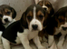 Full chunky beagles