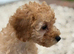 READY TO LEAVE Kc registered red Toy poodles