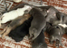 French puppies for sale