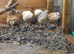 5 female quail
