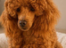 Beautiful Matlipoo puppies available from health tested parents