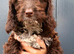 Beautiful little F1 chocolate with white cockapoo puppy