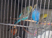 Budgies for sale