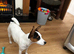 Jack Russell 9 month old female