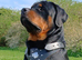 STUNNING LARGE ROTTWEILER PUPPIES - 2 BOYS AVAILABLE