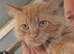 Red Mainecoon male