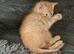 Bengal X BSH kittens in Bristol now ready