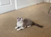 Bicolour british shorthair