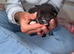 Beautiful kittens looking for forever home