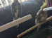 4 hand tame cockatiels