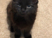 Gizmo – Rare Female Maine Coon x British Shorthair with Inhibitor Gene