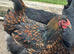 Gold Laced Wyandotte Point of Lay female chickens