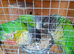 3 green cheek conures