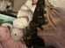 Chihuahua Puppies for sale