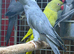 Ring neck parrot