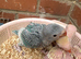 Indian Ringneck Parrot
