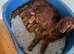 Quality Irish Setter puppies