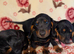 6 beautiful puppies nine weeks old each one has their own personality