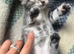 Maine coon kittens available in three weeks