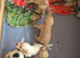 Working springer spaniels