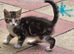 4 Kittens ready for their forever home