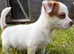 Miniature Jack Russell’s