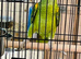 Male blue front Amazon