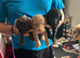 3 toy poodles