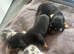 Lovely Well Bred Dachshund Puppies Deposits Being Taken