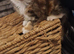 3/4 maine coon kittens