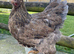 Brahma large fowl point of lay pullets