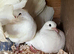 Fan tailed Dove’s for sale