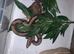 Baby boas