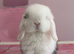 Pure bred mini lop