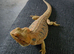 Bearded dragon seeking new home