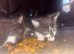 Black and white kittens