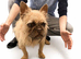 Female wirehaired french bulldog