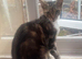 TWO FEMALE CATS NEED LOVING HOME/S
