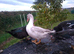 5 x female muscovy ducks various colours 2026 hatch