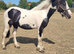 Welsh part bred filly