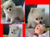 Pomeranian puppies ready now